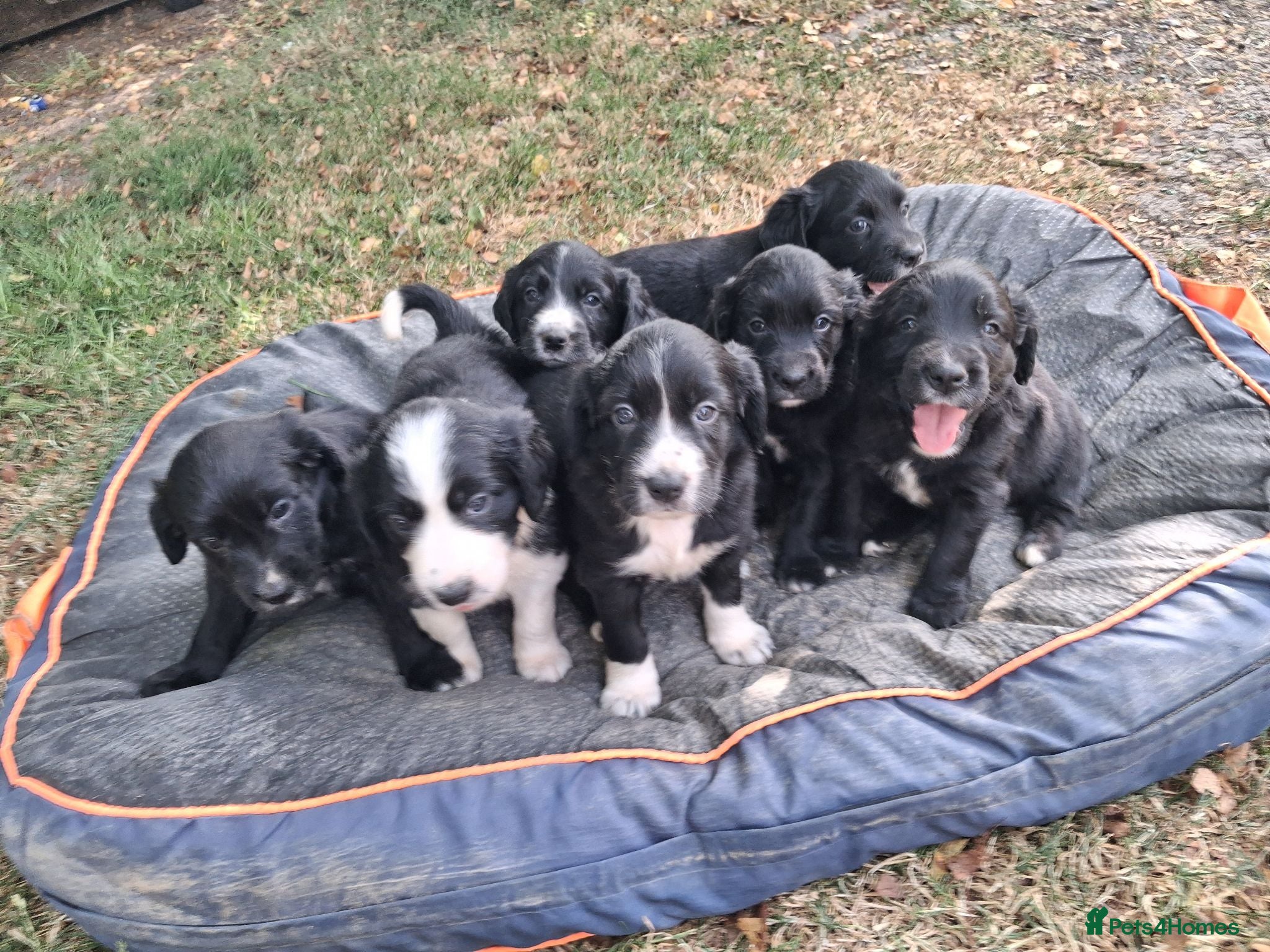 Sprollie dogs Beautiful litter of puppies  - Advert 1
