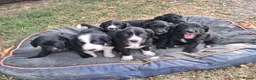 Sprollie dogs for sale: Beautiful litter of puppies  - Advert 1