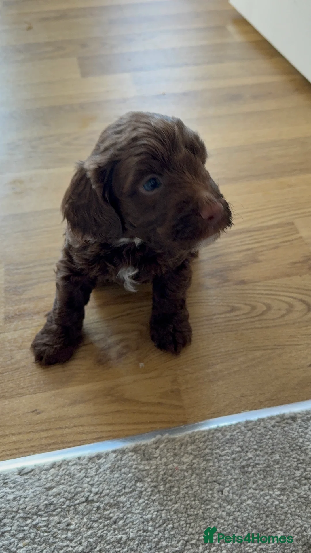 Mixed Breed dogs for sale: Stunning Litter of Sproodles 🤎🖤 - Advert 20
