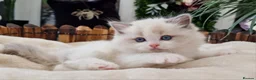 Ragdoll cats for sale: 🏆🐆 Exclusive kittens❤️✨️Award winning cattery - Advert 2