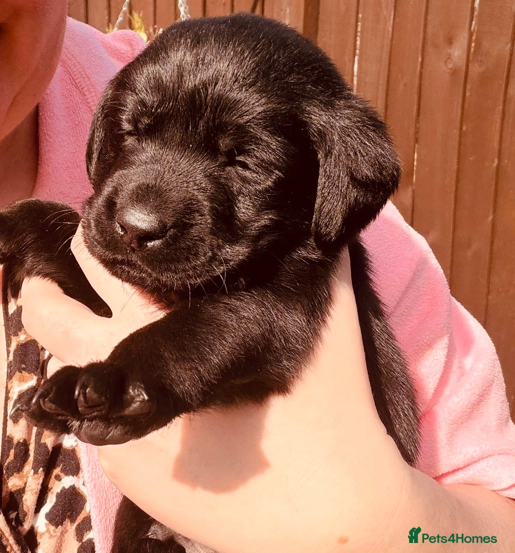 Labrador Retriever dogs Labrador pups Ready to be RESERVE ✅ - Advert 4