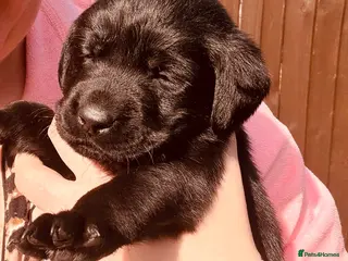 Labrador Retriever dogs Labrador pups Ready to be RESERVE ✅ - Advert 4