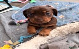 Dachshund dogs for sale: Gorgeous sausage pups for sale  - Image 10