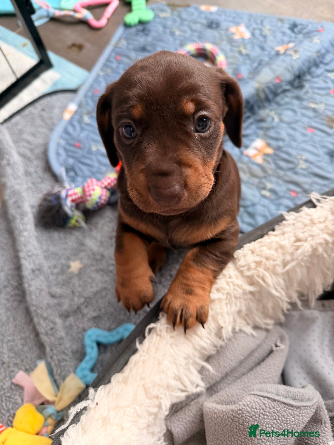 Dachshund dogs for sale: Gorgeous sausage pups for sale  - Image 10
