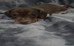 Miniature Dachshund dogs for sale: Miniature dachshund puppies KC Reg 1 boy left - Image 2