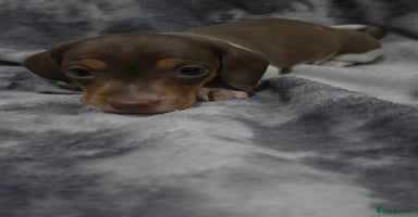 Miniature Dachshund dogs - Advert 10