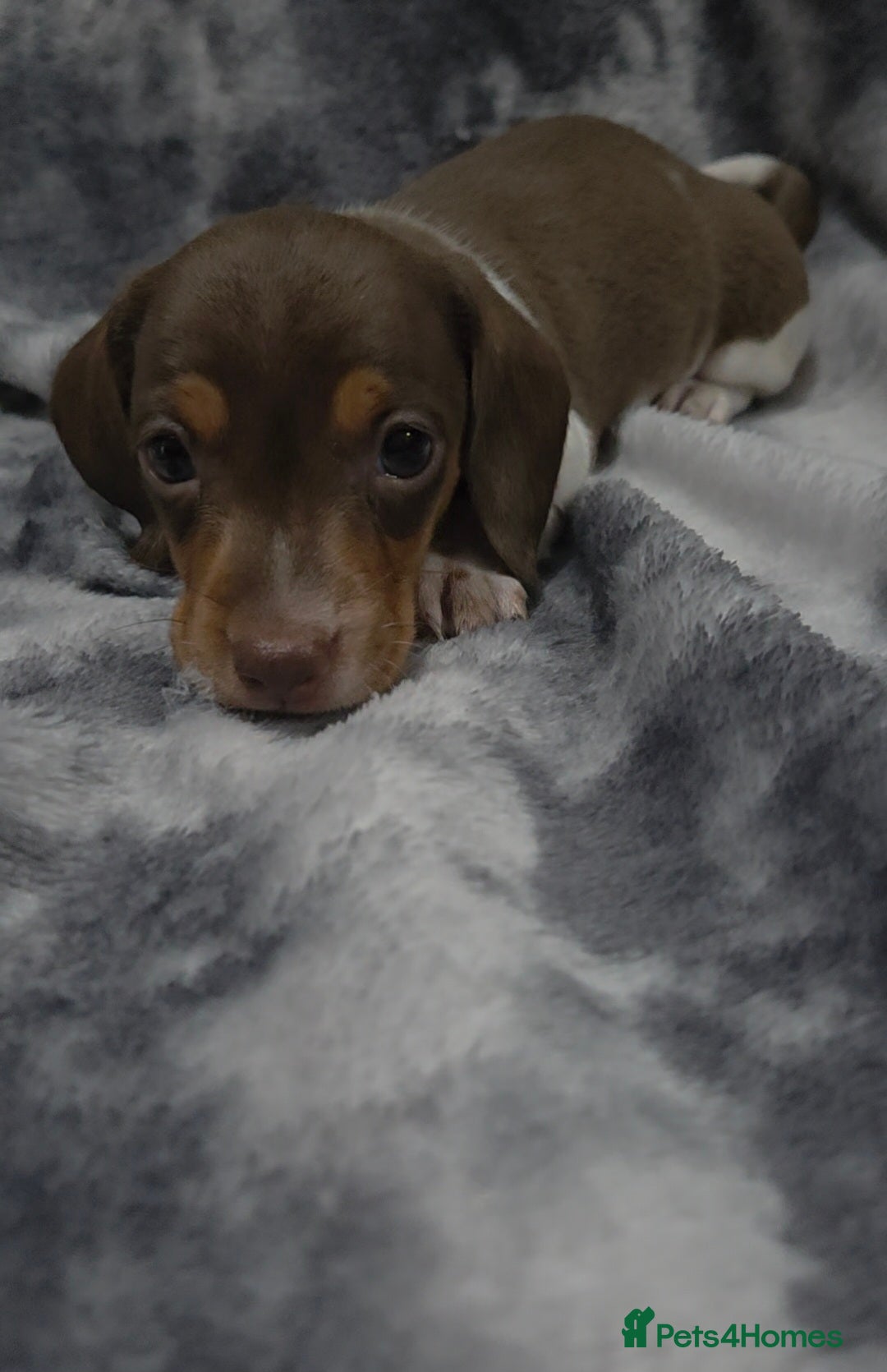 Miniature Dachshund dogs for sale: Miniature dachshund puppies KC Reg 1 boy left - Image 2