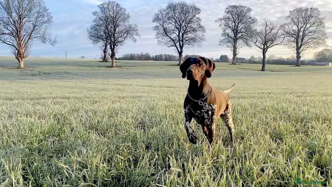 German Shorthaired Pointer dogs for sale: SENSEI-SAINTS German Shorthaired Pointers - Image 9