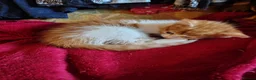 Mixed Breed cats for sale: Two ginger and white kitten's in Glasgow - Advert 6