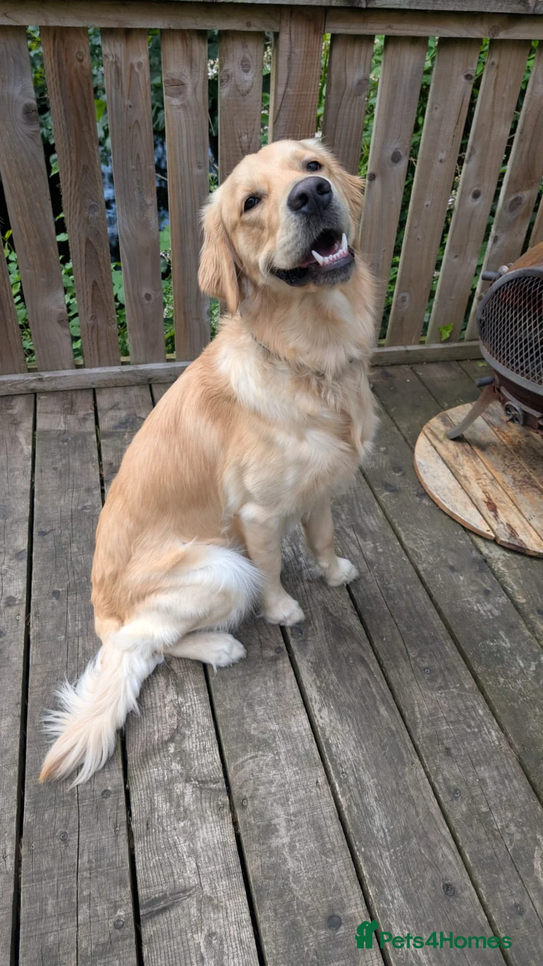 Golden Retriever dogs for stud: Golden Retriever Stud-Meet Hamish - Advert 9