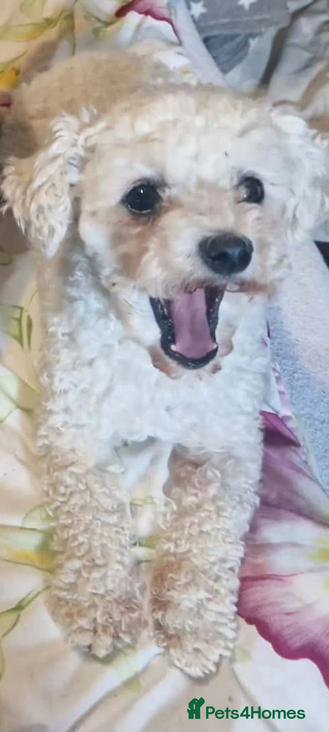 Bichon Frise dogs for adoption: Hope 3kg female  in Chelmsford - Advert 5