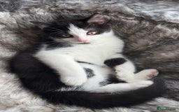 Mixed Breed cats for sale: 1 beautiful kitten ready now in Wigan - Image 15