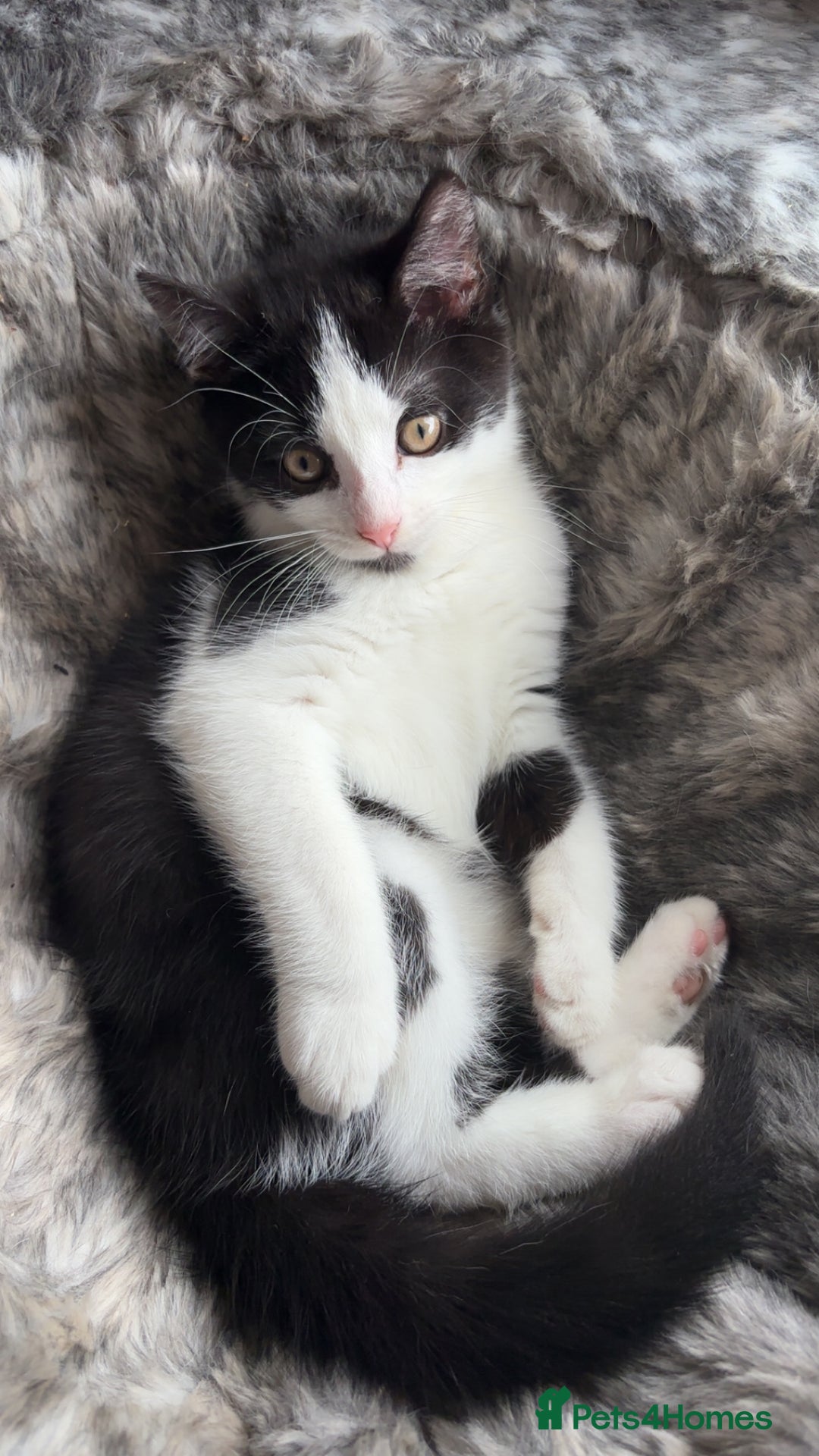 Mixed Breed cats for sale: 1 beautiful kitten ready now in Wigan - Image 15