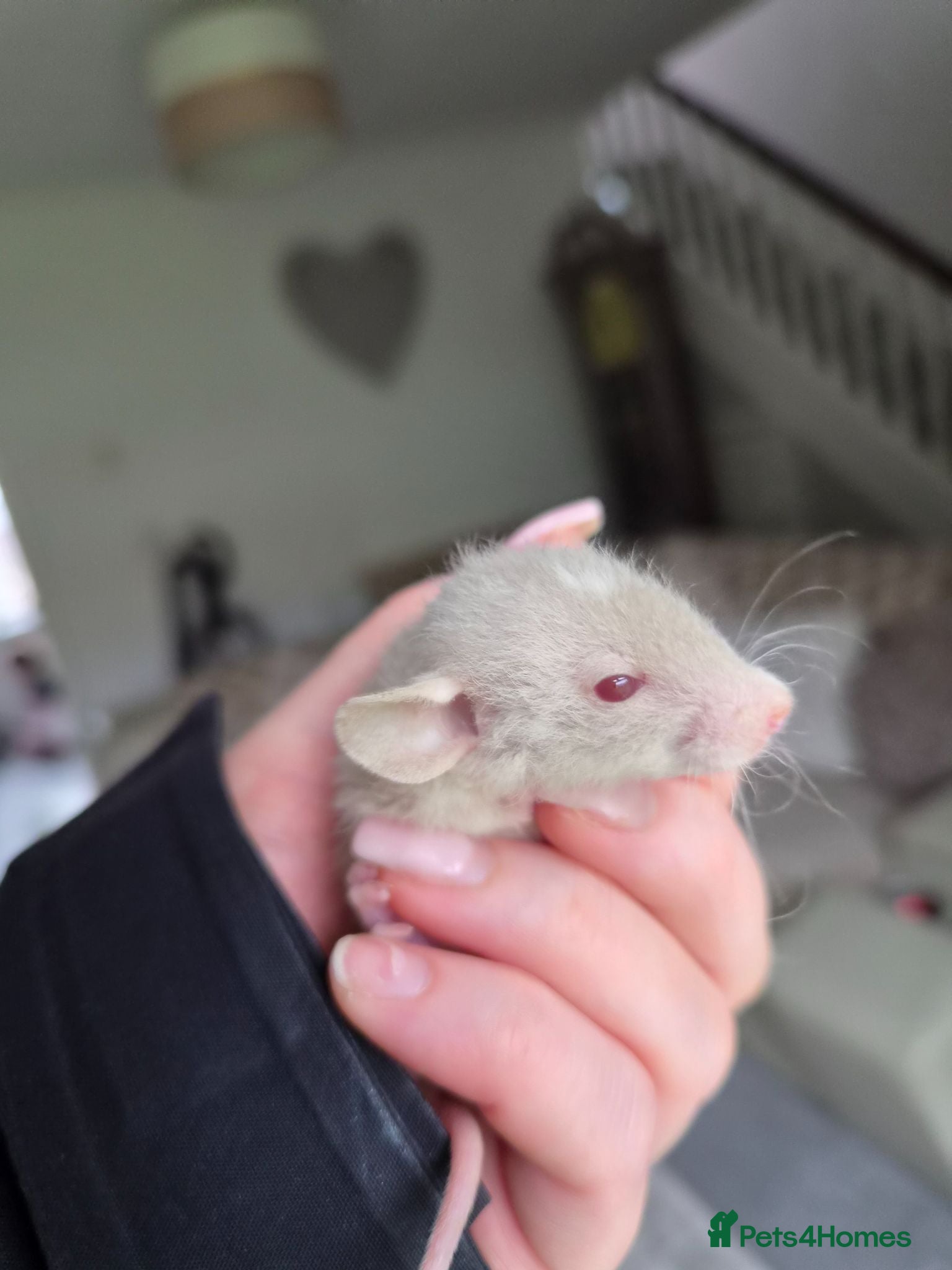 Rat rodents Gorgeous Siamese Dumbo 13 weeks 🩵 - Advert 3