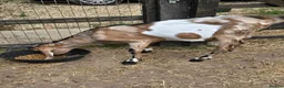 Goats livestock for sale: Pedigree Anglo Nubian Billies - Advert 3