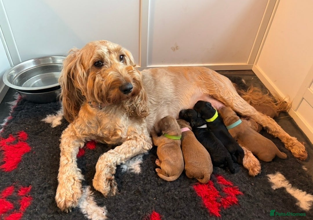 Cockapoo dogs for sale: 🐾 F2 COCKAPOO PUPPIES 🐾 - Advert 1