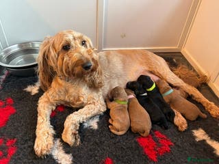 Cockapoo dogs 🐾 READY TO LEAVE !! 🐾 COCKAPOO PUPPIES 🐾 - Advert 2
