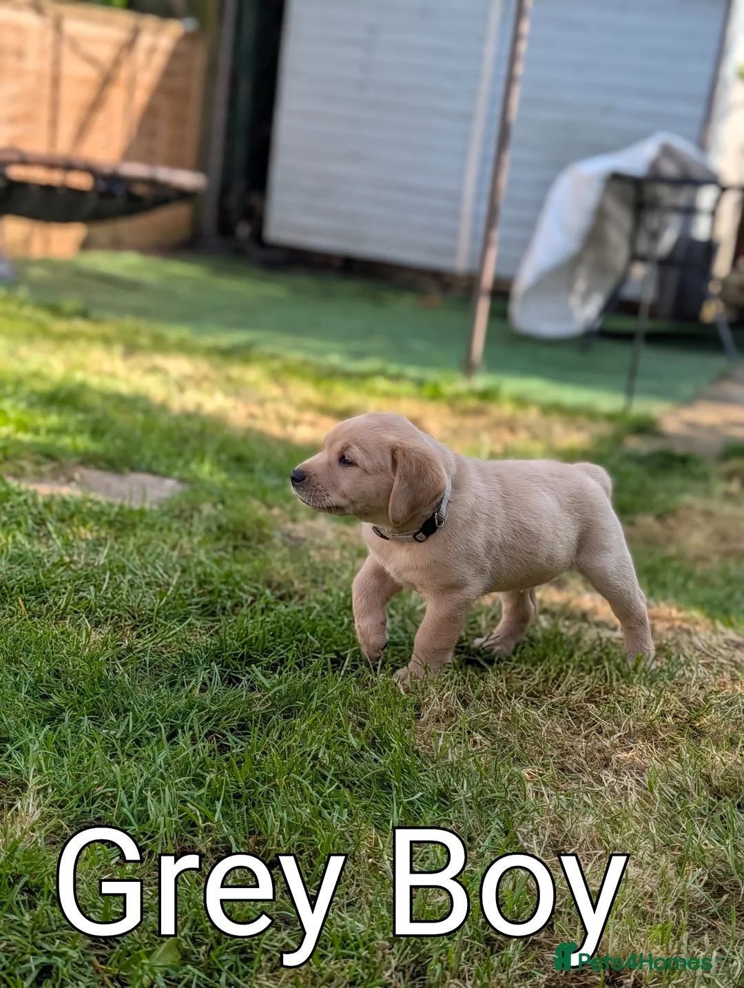 Labrador Retriever dogs for sale: KC Registered Red Fox/Yellow Labrador Puppies  - Advert 1