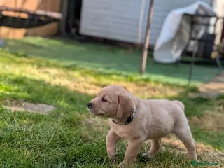 Labrador Retriever dogs KC Registered Red Fox/Yellow Labrador Puppies - Advert 11