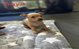 Miniature Pinscher dogs for sale: Miniature Pinscher puppies  - Image 6