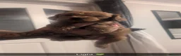 Cockapoo dogs for sale: Stunning F1BB Toy American Cockapoos - Advert 4