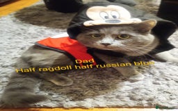 Ragdoll cats for sale: Ragdoll kittens  - Image 22