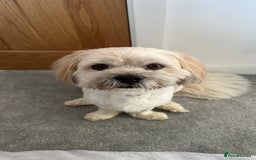 Lhasa Apso dogs for stud: Stud Available – Milo the Lhasa Apso - Image 3