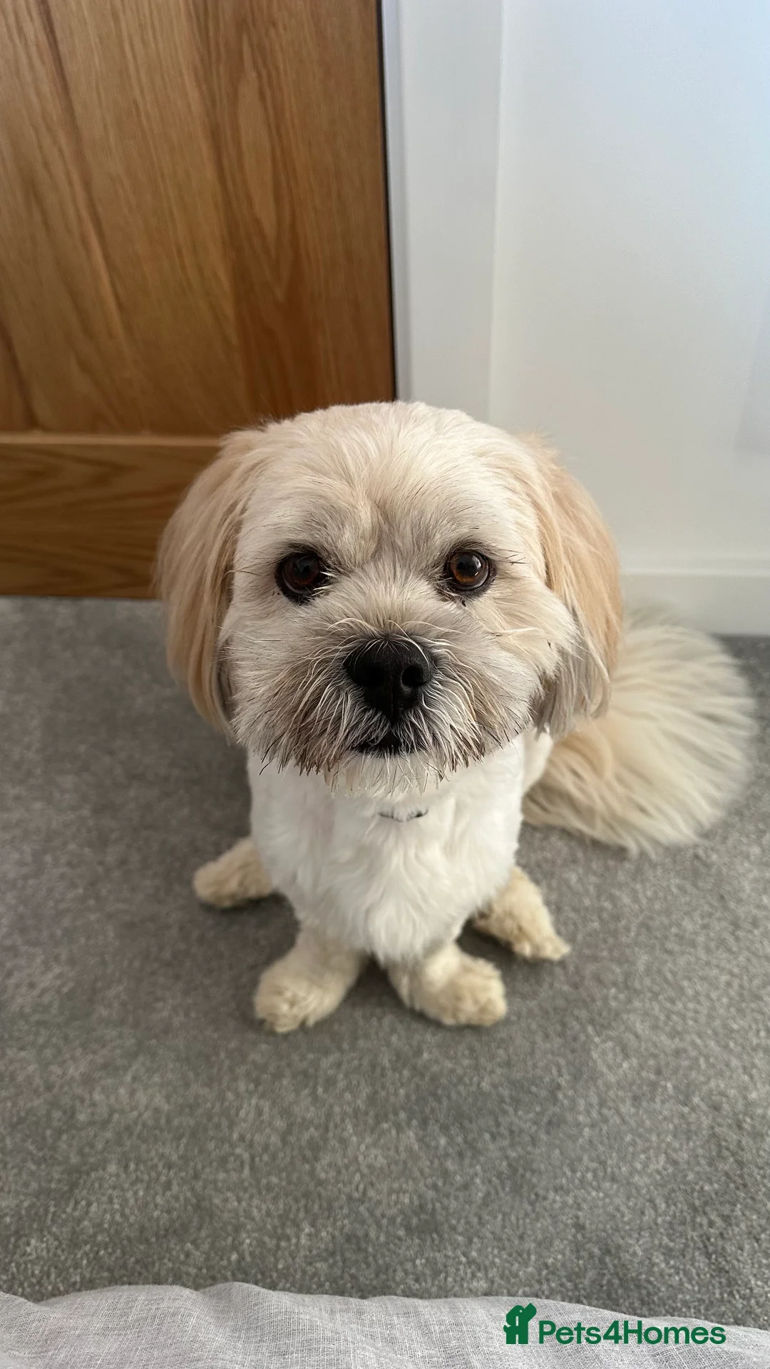 Lhasa Apso dogs for stud: Stud Available – Milo the Lhasa Apso - Advert 3