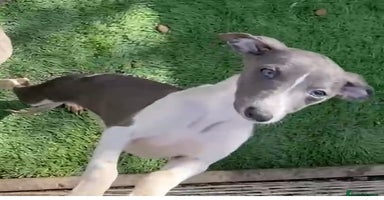 Whippet dogs - Advert 4