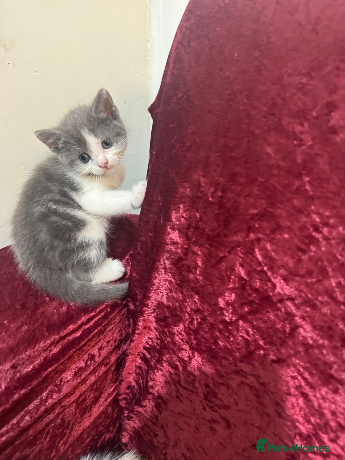Mixed Breed cats ⭐️3 Kittens Left⭐️ - Advert 3