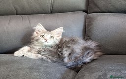 Maine Coon cats for sale: GCCF Pedigree Maine Coon Kittens for sale  - Image 38