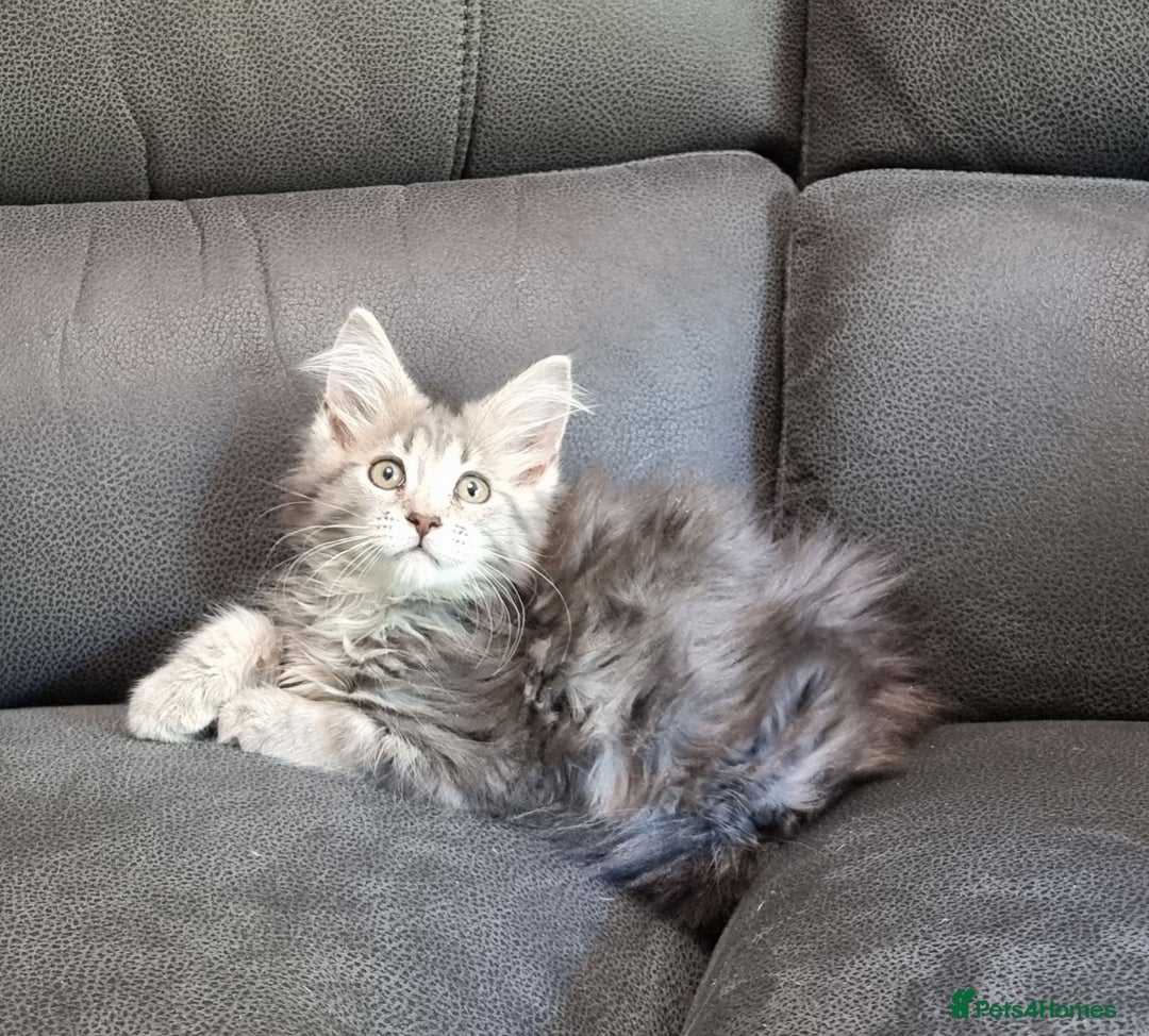 Maine Coon cats for sale: GCCF Pedigree Maine Coon Kittens for sale  - Image 38