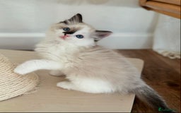 Ragdoll cats for sale: Gentle Ragdoll Kittens  - Image 4