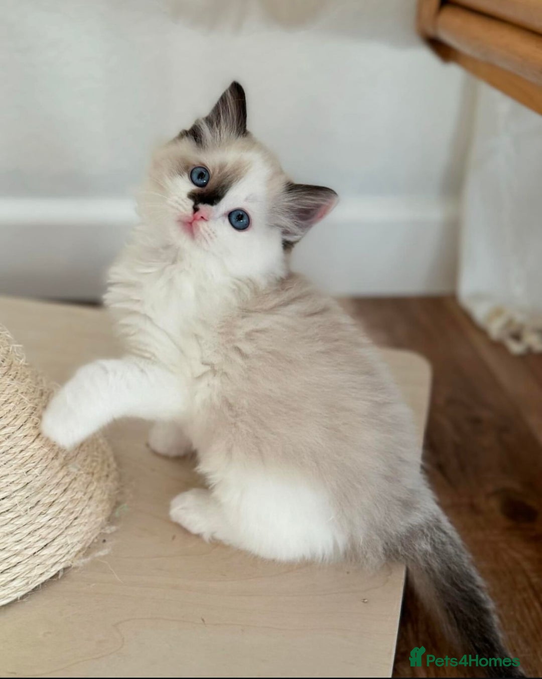 Ragdoll cats for sale: Gentle Ragdoll Kittens  - Image 4