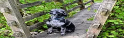 Cockapoo dogs for sale: Beautiful Litter of Stunning Cockerpoo Puppies - Advert 20