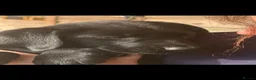 Labrador Retriever dogs for sale: KC registered black sporting Labrador puppies - Advert 7