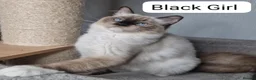 Ragdoll cats for sale: 💕 ONLY 2 BEAUTIFUL RAGDOLL GIRLS LEFT  - Advert 4