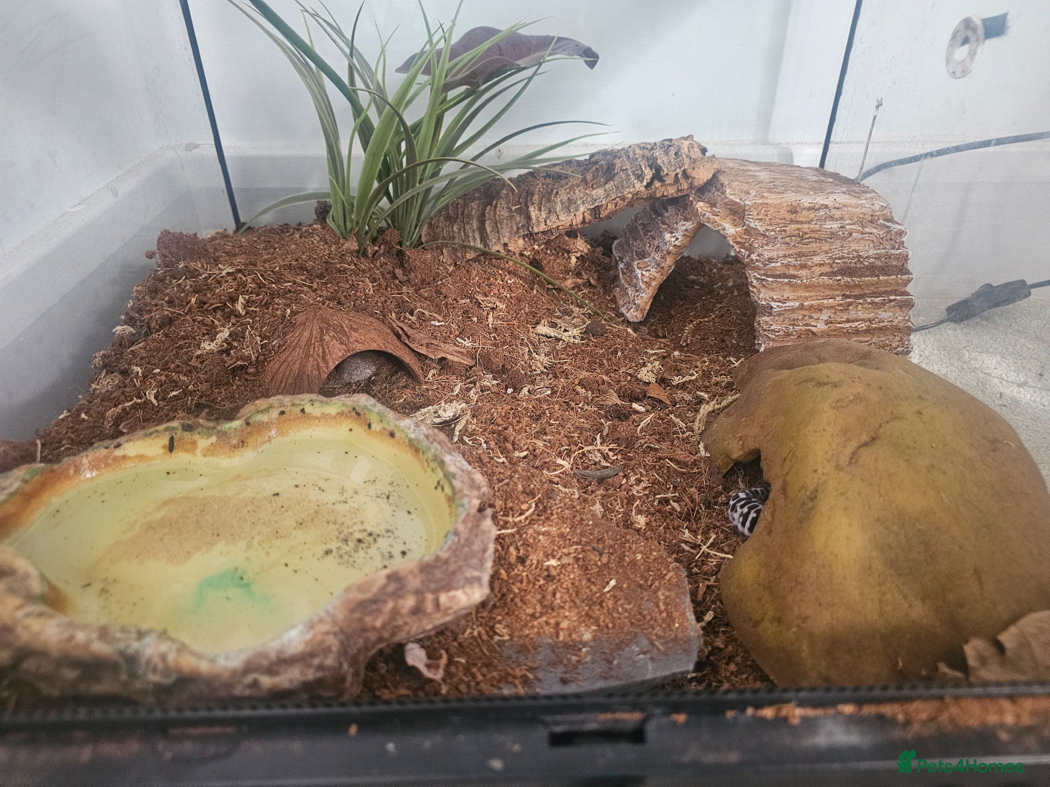 Leopard Gecko reptiles for sale: Male leopard gecko and equipment in Hemel Hempstead - Advert 8