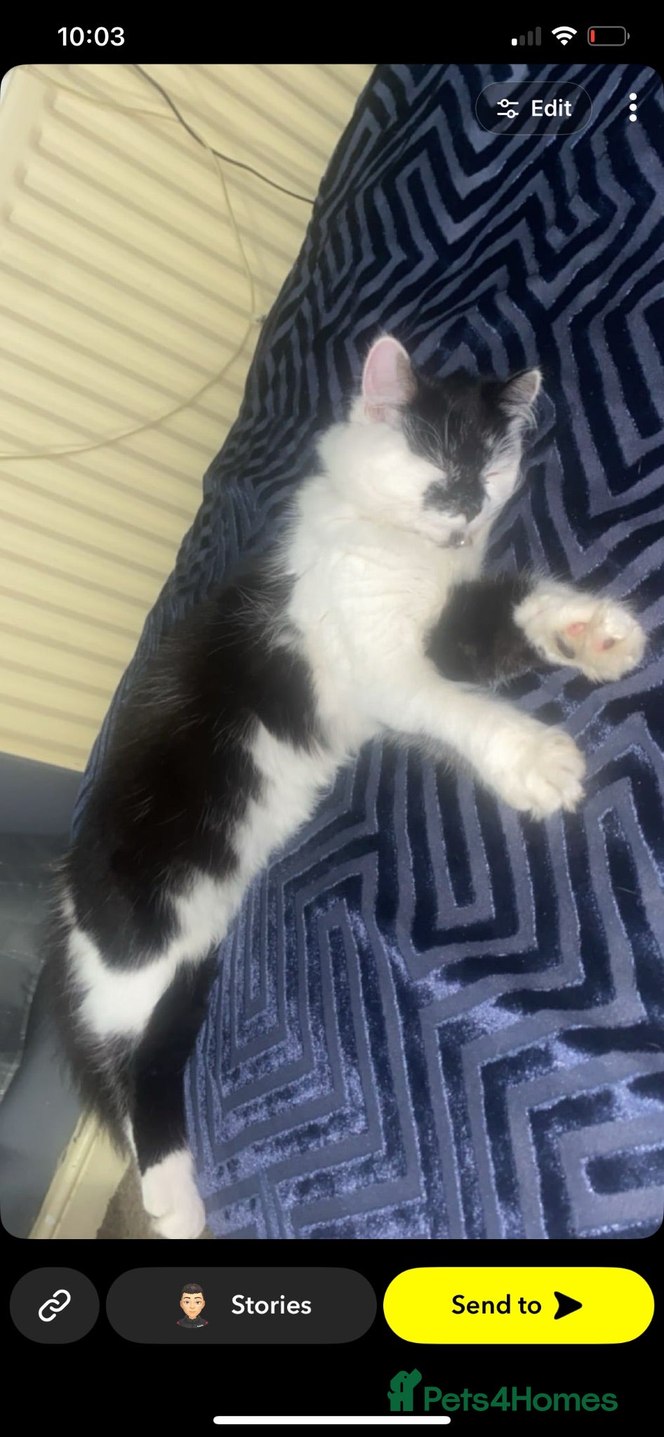 Mixed Breed cats Four beautiful kittens ready to go to a great home - Advert 4