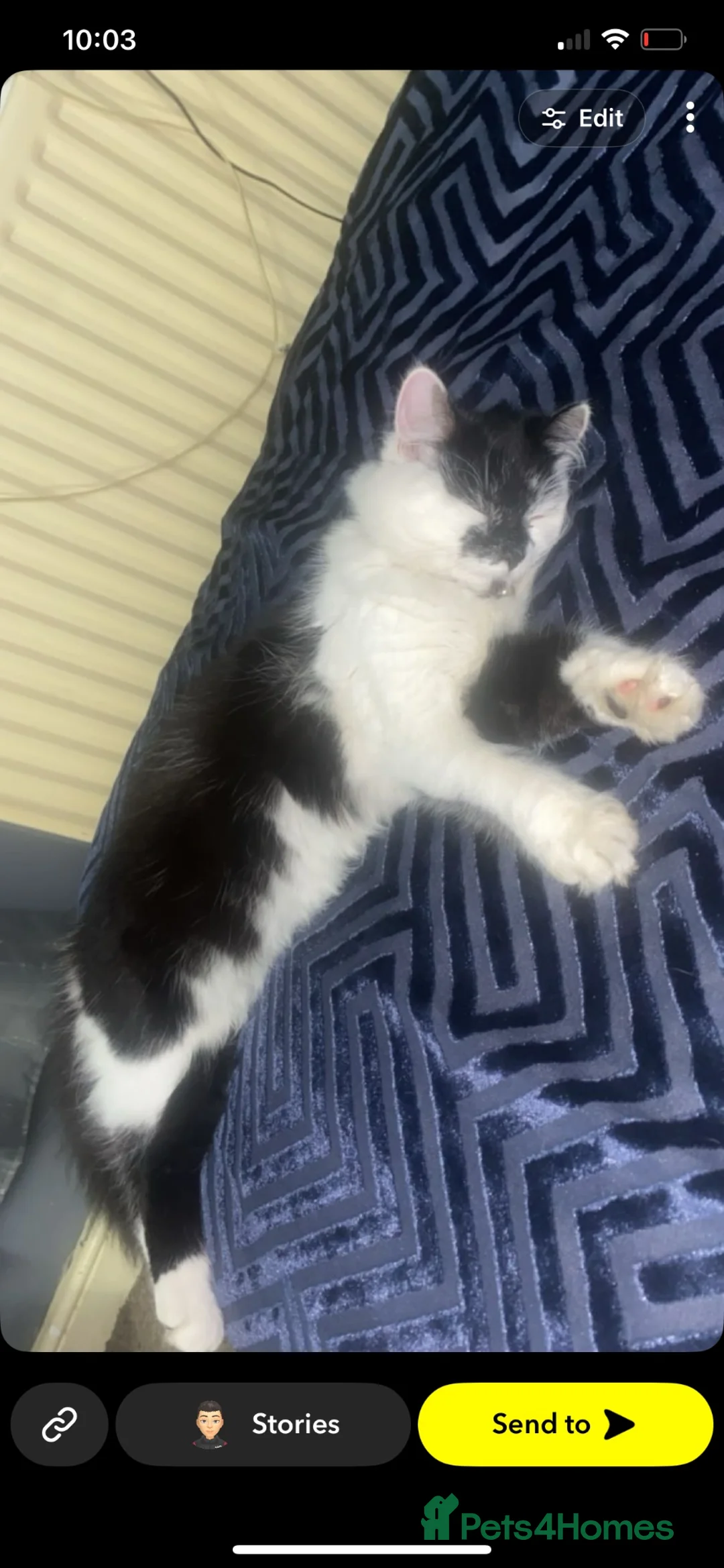 Mixed Breed cats for sale: Four beautiful kittens ready to go to a great home - Advert 1