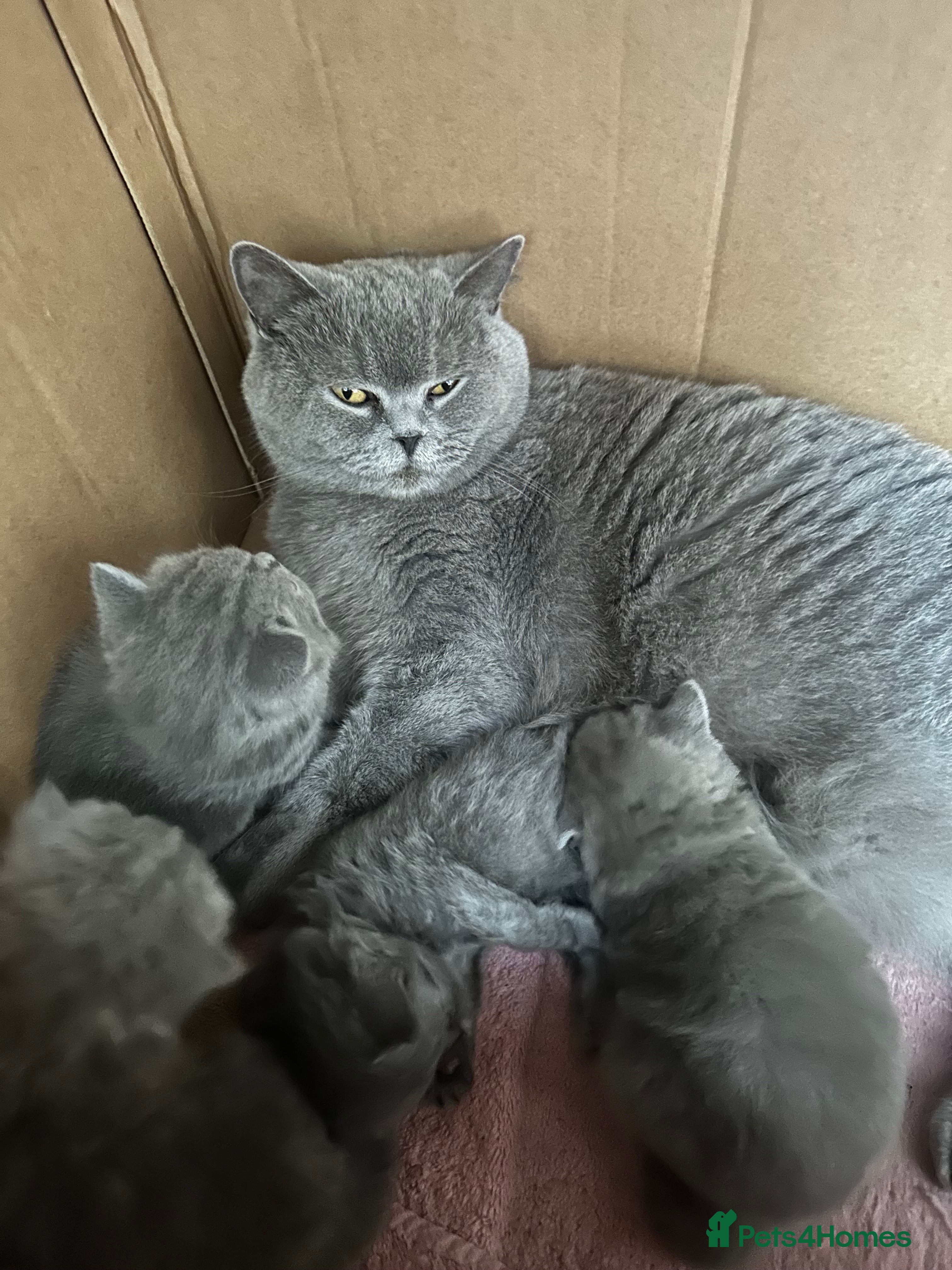 British Shorthair cats British Shorthair and Long Hair GCCF Registered  - Advert 8