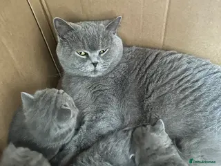 British Shorthair cats British Shorthair and Long Hair GCCF Registered - Advert 4