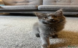 Maine Coon cats for sale: Purebred Maine Coon Male Kittens. Blue,Tabby,Black - Image 5