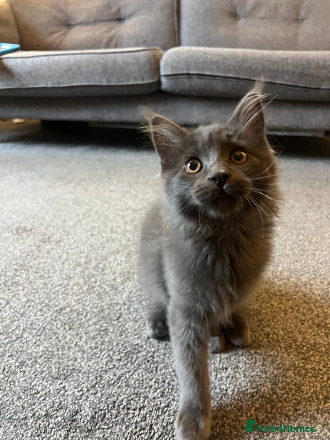 Maine Coon cats for sale: Purebred Maine Coon Male Kittens. Blue,Tabby,Black - Image 5