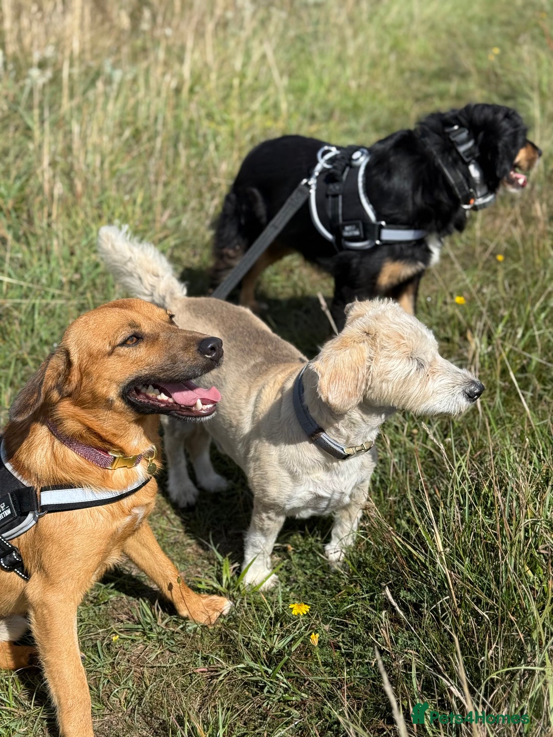 Mixed Breed dogs for adoption: Cute Marshall looking for LOVE - Image 14