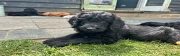 Labradoodle dogs for sale: Wonderful labradoodle puppies - Advert 14