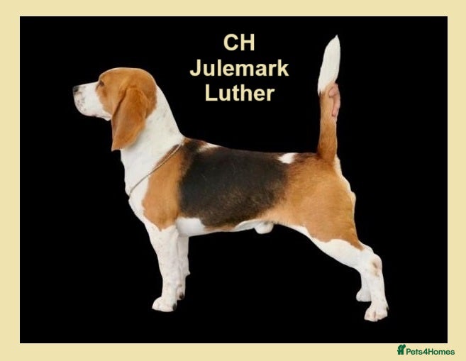 Beagle dogs CH Sired, Fully Health Tested, KC Reg, Beagle Pups - Advert 13