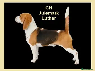Beagle dogs CH Sired, Fully Health Tested, KC Reg, Beagle Pups - Advert 13