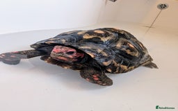 Tortoise reptiles for sale: Female cherry head red foot tortoise - Image 11