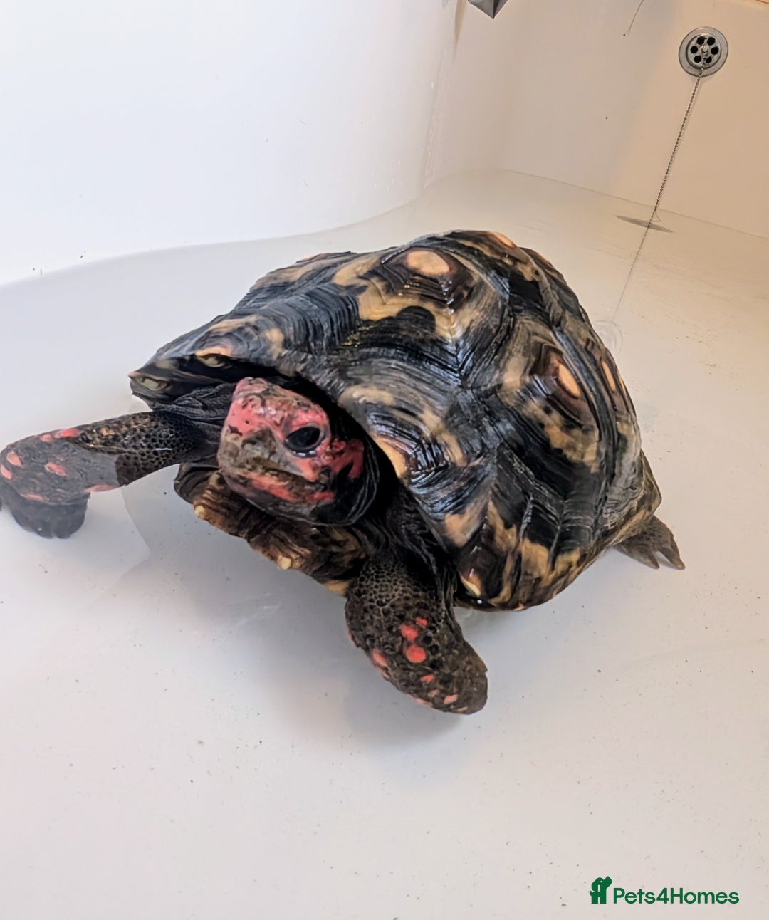Tortoise reptiles for sale: Female cherry head red foot tortoise - Image 11